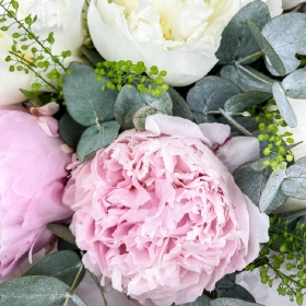 peonies-peonies-summer-scented-flowers-delivered-strood-rochester-medway 