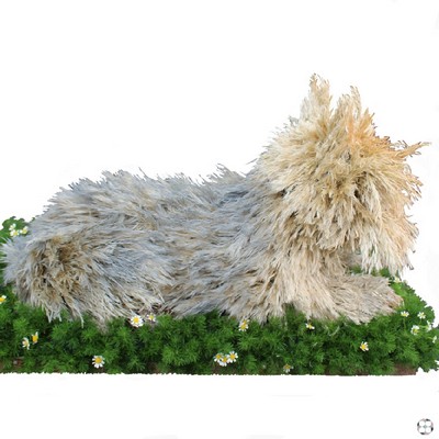 Dog Funeral Tribute Yorkshire Terrier