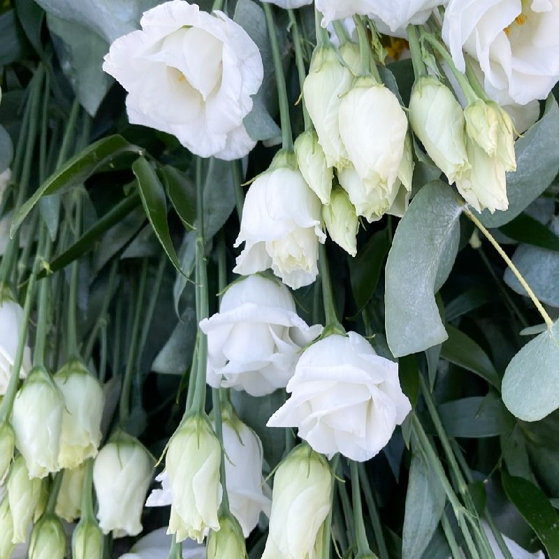 lisianthus-lizzy-eustoma-tied-sheaf-funeral-flowers-tribute-delivered-strood-rochester-medway