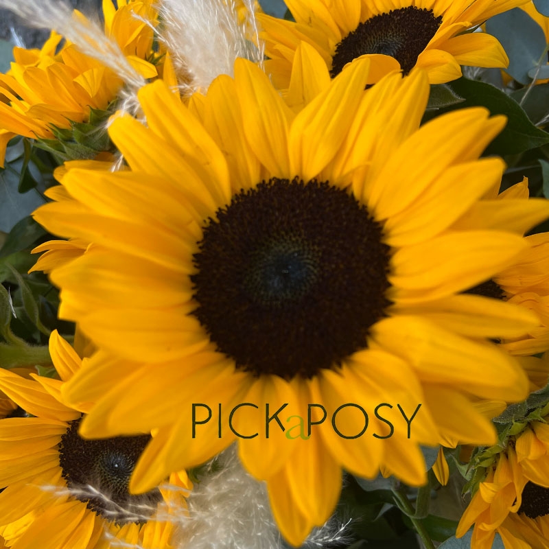sunflowers-helianthus-pampas-coffin-casket-spray-funeral-flowers-delivered-strood-rochester-kent
