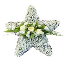 Gypsophila Shooting Star