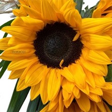 sunflower-tied-natural-tied-sheaf-wreath-funeral-flowers-tribute-delivered-strood-rochester-medway-kent 